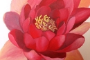 Pink Waterlily